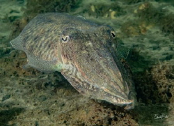Cuttlefish... by Eduard Bello 